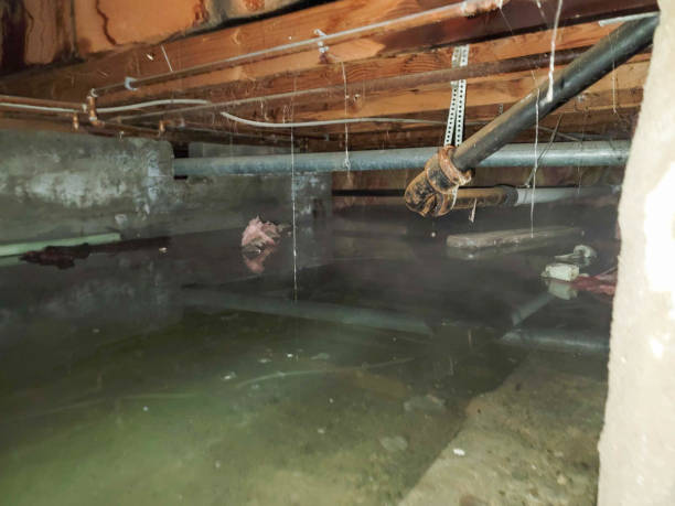 Best Carpet water damage restoration  in Petersburg, MI