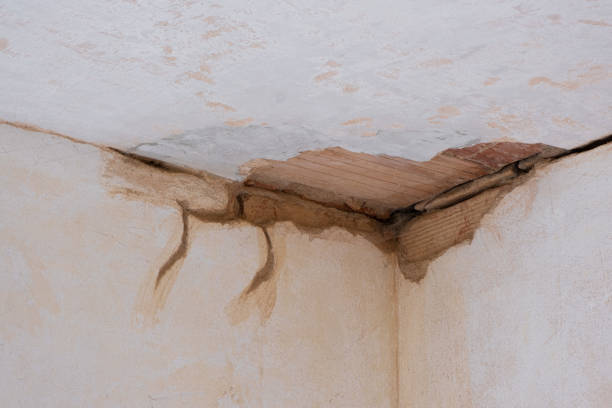 Best Water damage cleanup near me  in Petersburg, MI