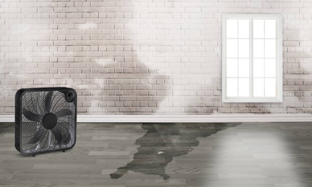 Best Carpet water damage restoration  in Petersburg, MI
